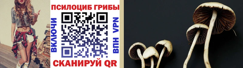 Псилоцибиновые грибы мицелий  купить наркоту  Бугуруслан 